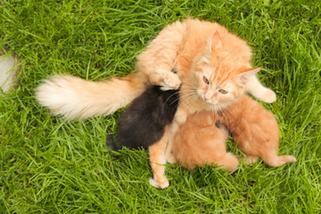 Mother cat feeding her little kittens on grass outdoor. Pet care. © maximilian_100