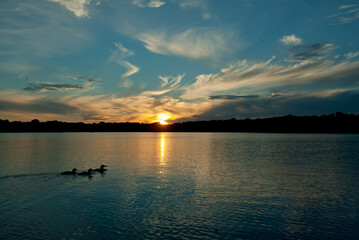 Common Loon family at sunset taken in central MN