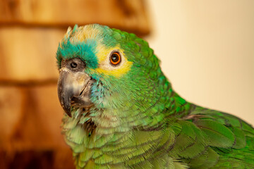 Parrot