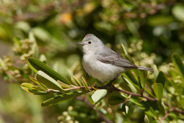 Obraz premium Lucy's Warbler taken in Tucson AZ