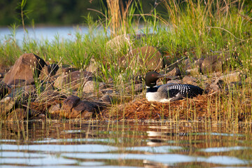Common Loon on nest taken in northern Michigan
