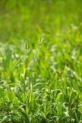 foxtail