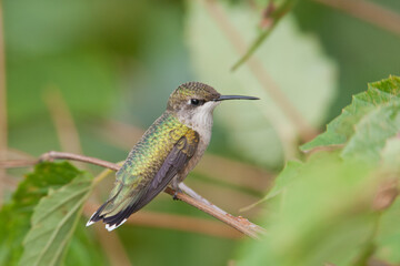Fototapeta na wymiar Ruby-throated Hummingbird taken in southern MN
