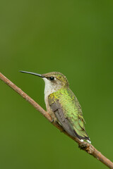 Ruby-throated Hummingbird taken in southern MN