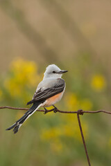 Scissor-tailed Flycatcher taken in Oklahoma