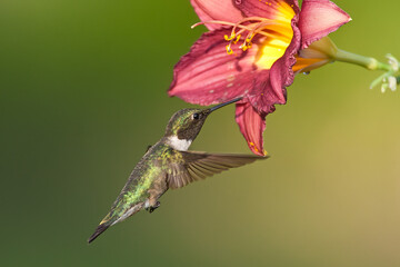 Ruby-throated Hummingbird taken in southern MN