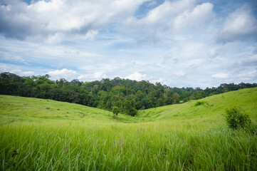 Green meadow and mountains of tropical forest in Khao Yai National Park. UNESCO World Heritage Area, Unseen Thailand. Ecotourism and tourism to study life of wildlife in Khao Yai National Park.