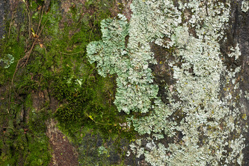 Tree bark textured background. Copy space to add text