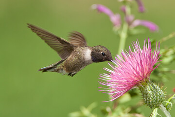 Black-chinned Hummingbird taken in Colorado