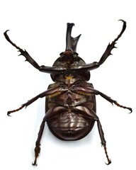 Rhinoceros beetle, Rhino beetle, Hercules beetle, Unicorn beetle, Horn beetle isolated