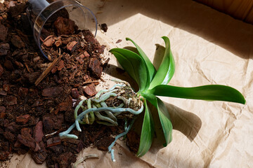 Orchid, bark and soil, pot on recycle paper on the table. Natural light. take care of plants and...
