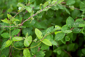 leaves with water drops