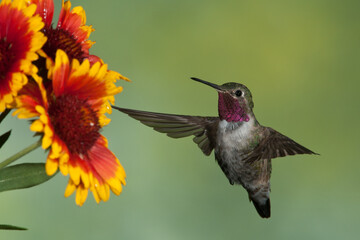 Fototapeta na wymiar Broad-tailed Hummingbird male feeding at flowers taken in Colorado