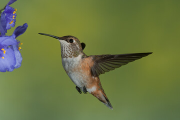 Fototapeta na wymiar Ruffous Hummingbird taken in Colorado
