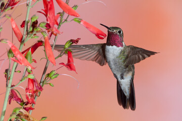 Fototapeta premium Broad-tailed Hummingbird male feeding at flowers taken in Colorado