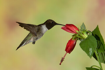 Fototapeta na wymiar Black-chinned Hummingbird taken in Colorado