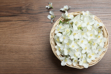 Wicker bowl with beautiful jasmine flowers on wooden table, flat lay. Space for text