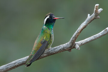 White-eared Hummingbird male taken in SE Arizoina