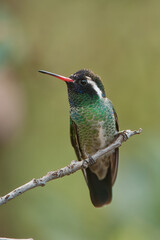 White-eared Hummingbird male taken in SE Arizoina