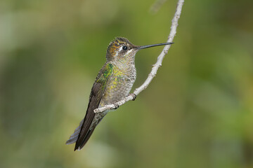 Fototapeta na wymiar Rivoli's Hummingbird female taken in SE Arizona