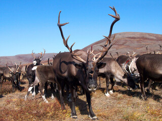 Deer Watching The Camara In The Tundras Of Chukotka, Russia In Autumn