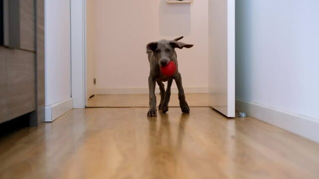Weimaraner dog puppy playing catch a ball in the hallway of a house