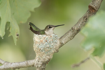 Ruby-throated Hummingbird female on nest taken in southern MN