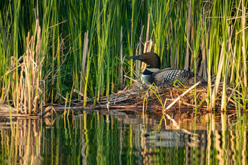 Common Loon adult on nest taken in central MN