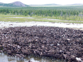 Large Groups Of Deer Seen From The Mountains In The Tundras Of Chukotka, Russia In Summer