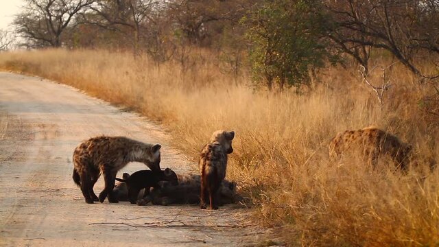 Young Spotted hyaena playing with cub in safari road in Kruger National park, South Africa ; Specie Crocuta crocuta family of Hyaenidae