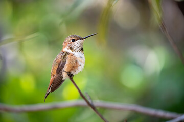 Rufous Hummingbird