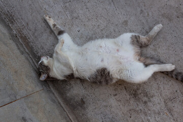 pregnant gray-white country cat resting in the yard with its belly up