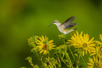 Ruby-throated Hummingbird female taken in southern MN