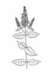 Mint flower. Hand drawn black outline vector illustration.