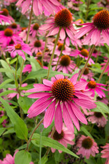 Obraz premium Tennessee purple coneflower flower in the Tête de d'Or park in Lyon France