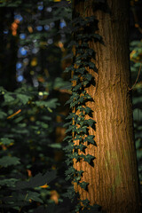 vertical photography creeper plant aroung tree trunk in dramatic forest wood land environment space...