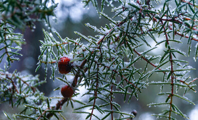 Detalles en la nieve
