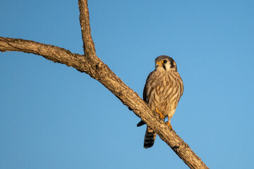American Kestrel female perched, taken in central MN