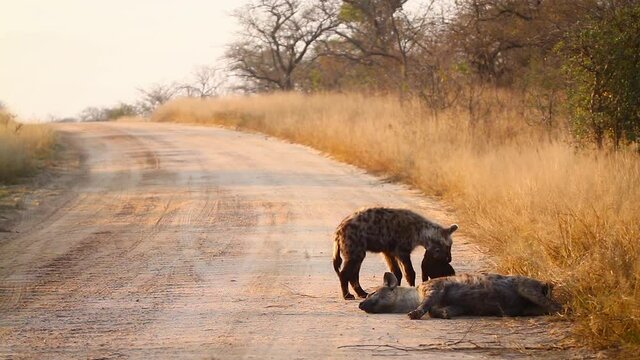 Young Spotted hyaena playing with cub in safari road in Kruger National park, South Africa ; Specie Crocuta crocuta family of Hyaenidae