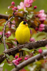 American Goldfinch male in flowers taken in southern MN