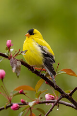American Goldfinch male in flowers taken in southern MN