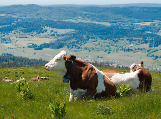 Vaches montbéliardes au pâturage sur le mont d'Or à Longevilles-Mont-d'Or, Doubs, France