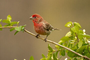 House Finch male taken in southern MN