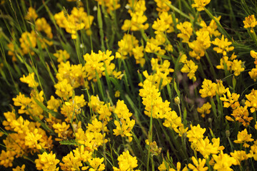 Yellow clover in a meadow in the Vosges