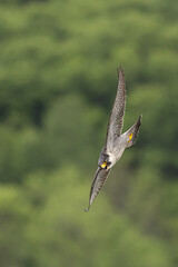 Peregrine Falcon taken in western Wisconsin in the wild