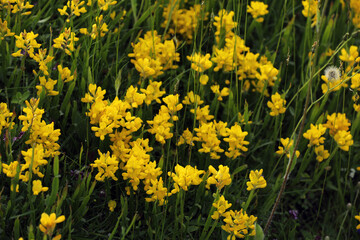 Yellow clover in a meadow in the Vosges