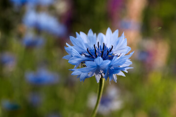 Beautiful blue cornflower outdoors on summer day, closeup - obrazy, fototapety, plakaty