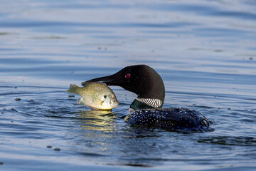 Common Loon with fish taken in central MN