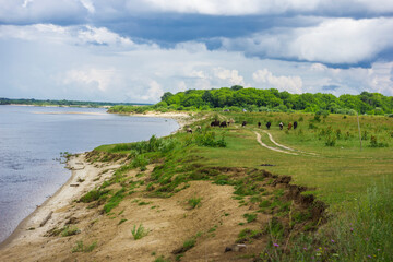 Grassy high bank of the Volga River. Summer. July