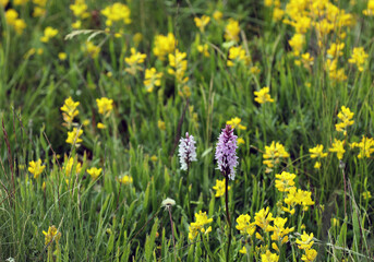 Wild orchid in a meadow